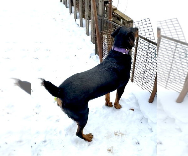 Medium Photo #4 Rottweiler Puppy For Sale in Staten Island, NY, USA
