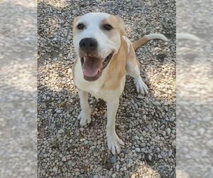 American Pit Bull Terrier-Unknown Mix Dogs for adoption in Staley, NC, USA