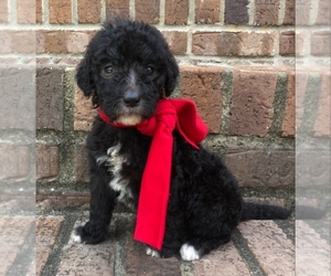 Goldendoodle-Poodle (Standard) Mix Puppy for sale in MORGANTOWN, KY, USA