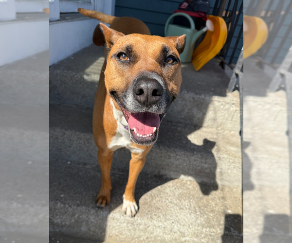 Medium Photo #7 Boxer-Unknown Mix Puppy For Sale in Boston, MA, USA