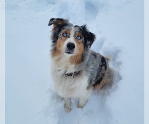 Mother of the Australian Shepherd puppies born on 12/14/2023