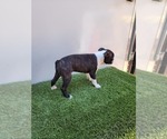 Small Photo #7 Boston Terrier Puppy For Sale in SAN FERNANDO, CA, USA
