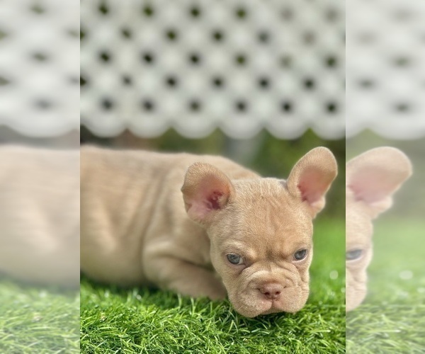 Medium Photo #3 French Bulldog Puppy For Sale in HENRYETTA, OK, USA