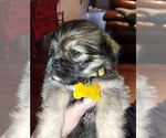 Small Photo #1 ShiChi-Shih Tzu Mix Puppy For Sale in CLYDE, NC, USA
