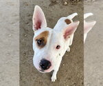 Small #1 Mutt
