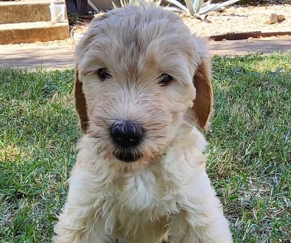 Medium Photo #3 Doodle-Goldendoodle Mix Puppy For Sale in WACO, TX, USA