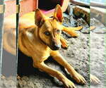 Small #1 Carolina Dog Mix