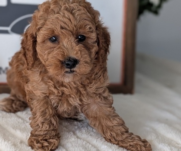 Medium Photo #35 Poodle (Miniature) Puppy For Sale in GOSHEN, IN, USA