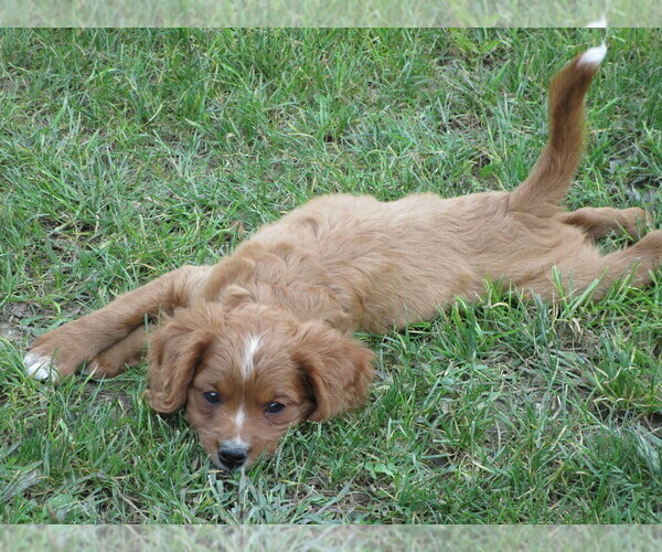 Medium Photo #4 Cavalier King Charles Spaniel-Poodle (Standard) Mix Puppy For Sale in CURTISS, WI, USA