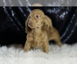 Small #3 Dachshund