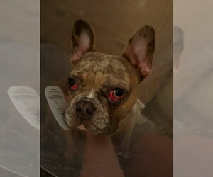 Chaos - Male French Bulldog Dog for Adoption - Photo #2