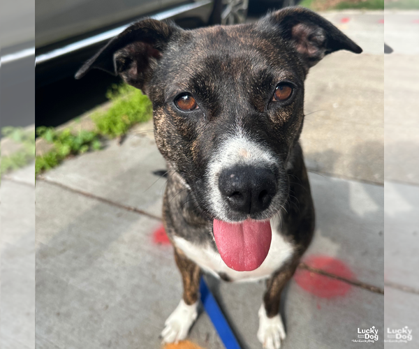 Medium Photo #9 Mutt Puppy For Sale in Washington, DC, USA