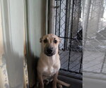 Sam - Male Mutt Dog for Adoption - Small photo