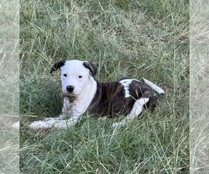 Mutt Dogs for adoption in Rockaway, NJ, USA
