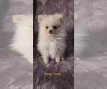 Puppy Tauriel AKC Pomeranian