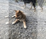 Small Photo #11 Shiba Inu Puppy For Sale in HARRISBURG, MO, USA