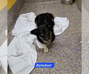 Reindeer - Male Chihuahua-Unknown Mix Dog for Adoption - Photo #3