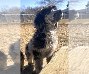 Poodle (Standard) Puppy for sale in ADAMSVILLE, TN, USA