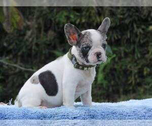 Medium French Bulldog