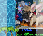Small Photo #1 French Bulldog Puppy For Sale in HEATHROW, FL, USA
