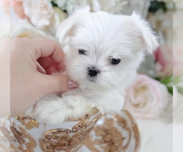 Medium Photo #1 Maltese Puppy For Sale in DELTONA, FL, USA
