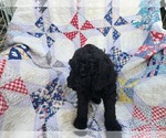 Puppy black male Labradoodle