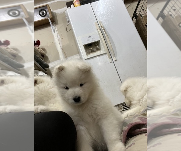 Medium Photo #4 Samoyed Puppy For Sale in LITTLE FALLS, MN, USA