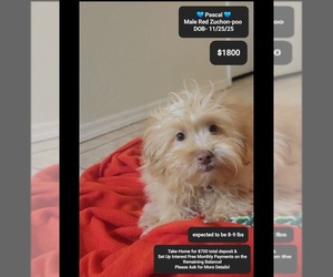 Zuchon Puppy for sale in TUCSON, AZ, USA