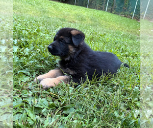 Medium German Shepherd Dog