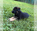 Puppy 2 German Shepherd Dog