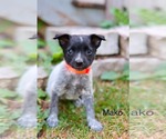 Small Mutt