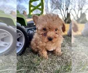 Medium Poodle (Toy)