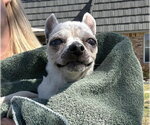 Small #21 Chihuahua