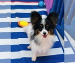 Small #3 Papillon