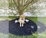 Small Photo #8 Golden Retriever Puppy For Sale in EAST FREEHOLD, NJ, USA