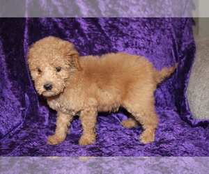 Goldendoodle (Miniature) Puppy for sale in BLMGTN, IN, USA