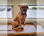 Small #4 Boxer