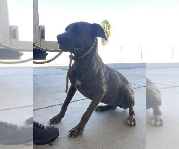 Medium Photo #1 American Pit Bull Terrier Puppy For Sale in Bakersfield, CA, USA