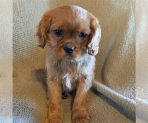 Cavalier King Charles Spaniel Puppy for sale in ORRTANNA, PA, USA