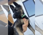 Small Photo #2 Belgian Malinois Puppy For Sale in SHERMAN OAKS, CA, USA