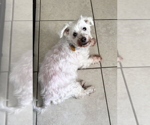 Snowee - Male Mutt Dog for Adoption - Photo #2