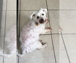 Small #1 Mutt