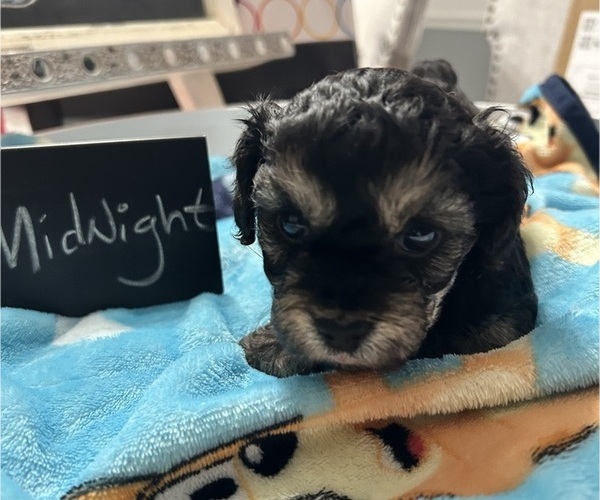 Medium Photo #4 YorkiePoo Puppy For Sale in MONTGOMERY VILLAGE, MD, USA
