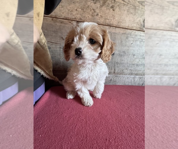 Medium Photo #9 Cavapoo (Miniature) Puppy For Sale in VERMONTVILLE, MI, USA