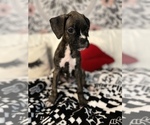 Small Photo #2 Boxer Puppy For Sale in ROCKFORD, IL, USA