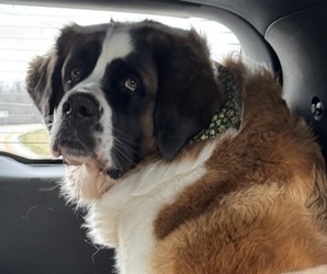 Mother of the Saint Bernard puppies born on 04/18/2025
