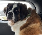 Small Photo #1 Saint Bernard Puppy For Sale in HANNIBAL, MO, USA