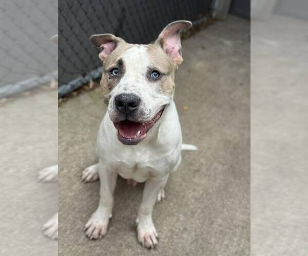 Medium Photo #7 American Pit Bull Terrier-Unknown Mix Puppy For Sale in Crete, IL, USA