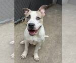 Small #6 American Pit Bull Terrier Mix