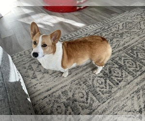 Mother of the Pembroke Welsh Corgi puppies born on 03/24/2026